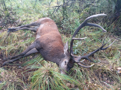 Hirsch, der einem Unfall zum Opfer fiel